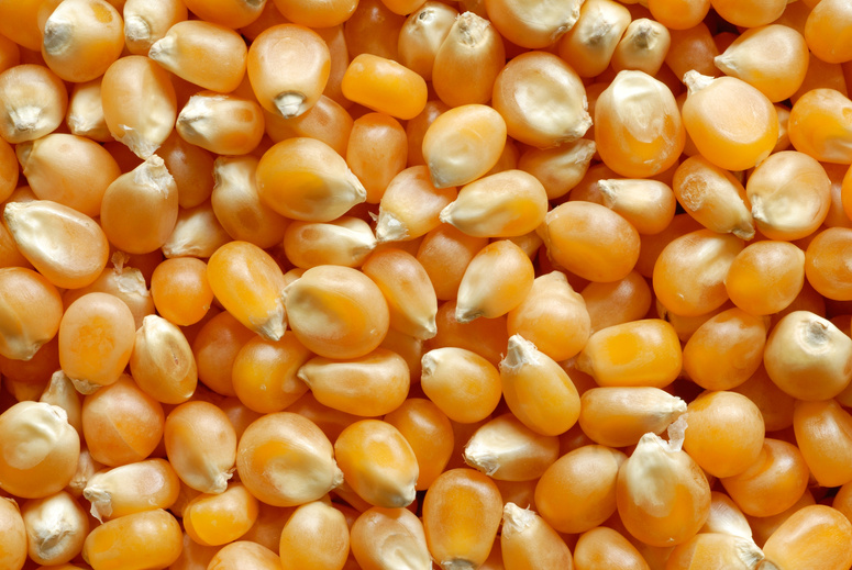 Corn Background